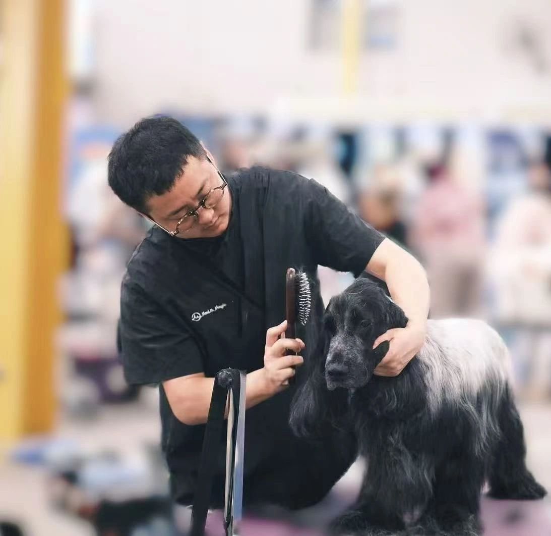 Furever Grooming groomer brushing a blue-roan English Cocker Spaniel at a grooming competition