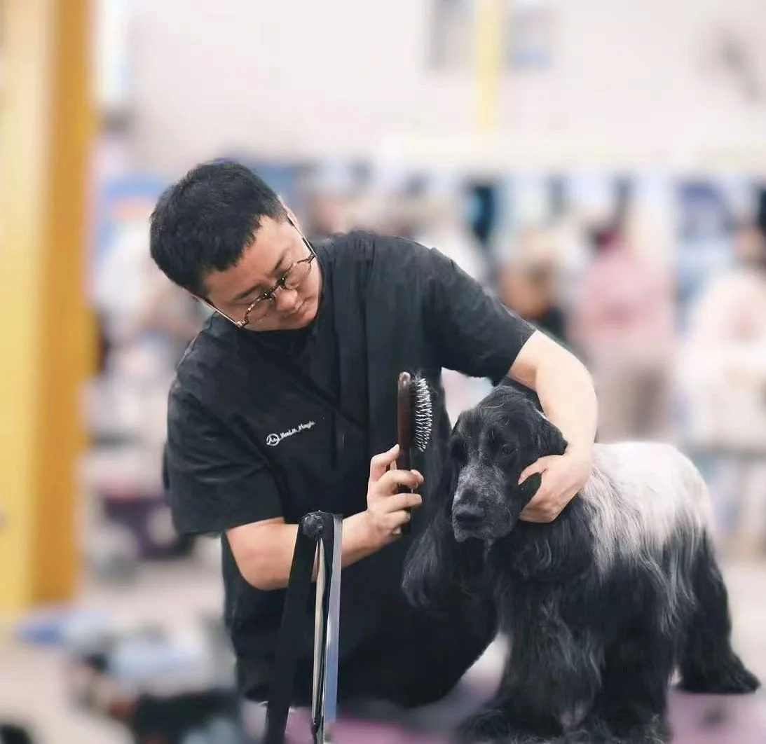 Furever Grooming groomer brushing a blue-roan English Cocker Spaniel at a grooming competition